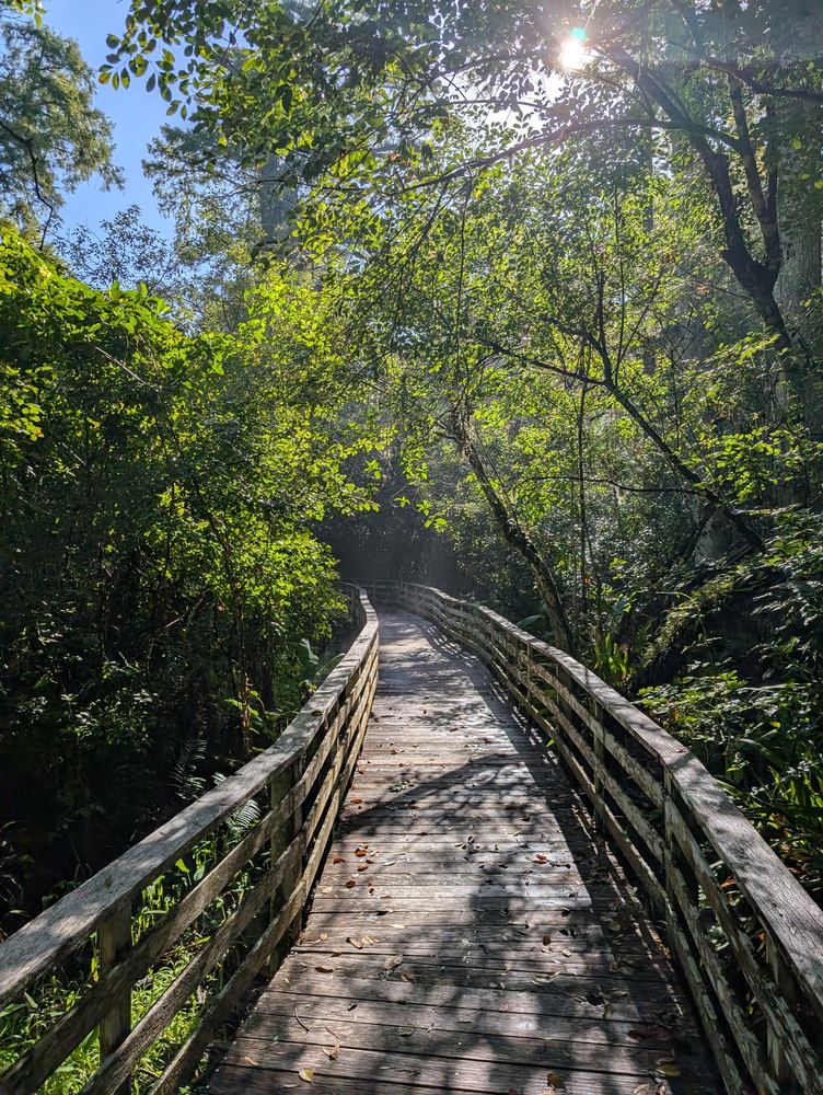 Wooden boardwalk winding through old-growth cypress forest at Corkscrew Swamp Sanctuary