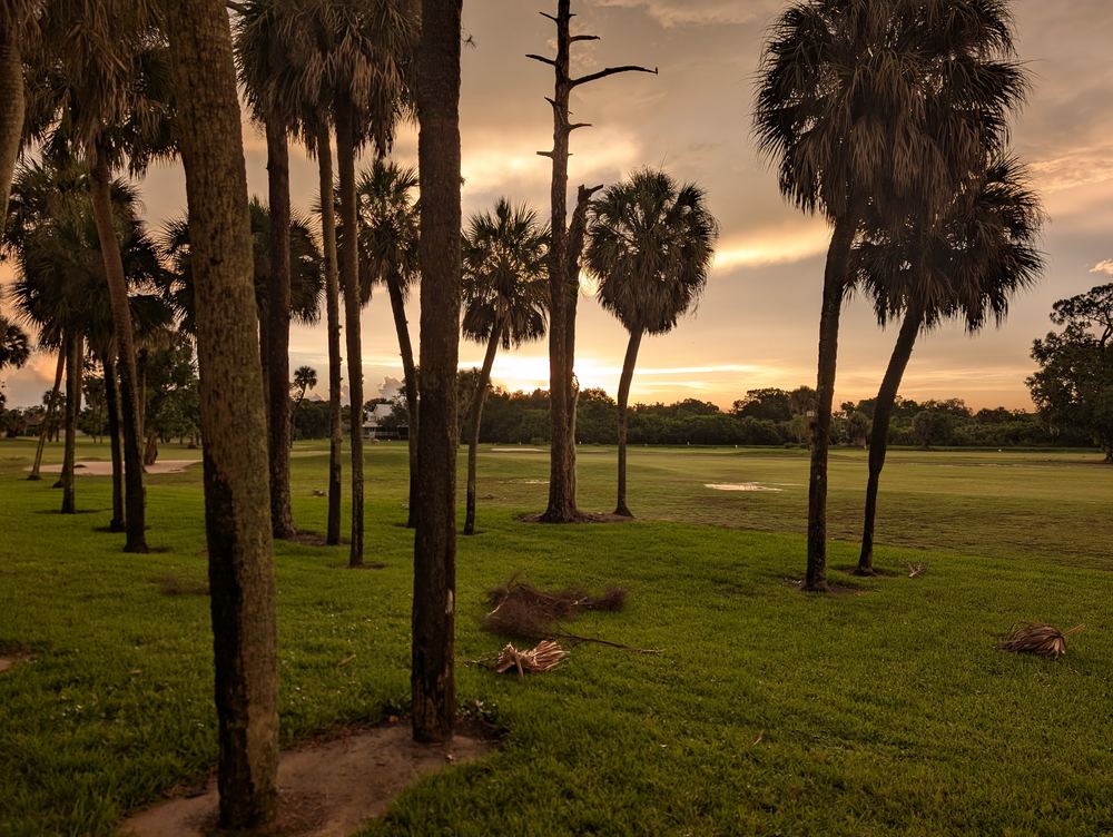 Sunset over a row of palm trees on a Florida golf course
