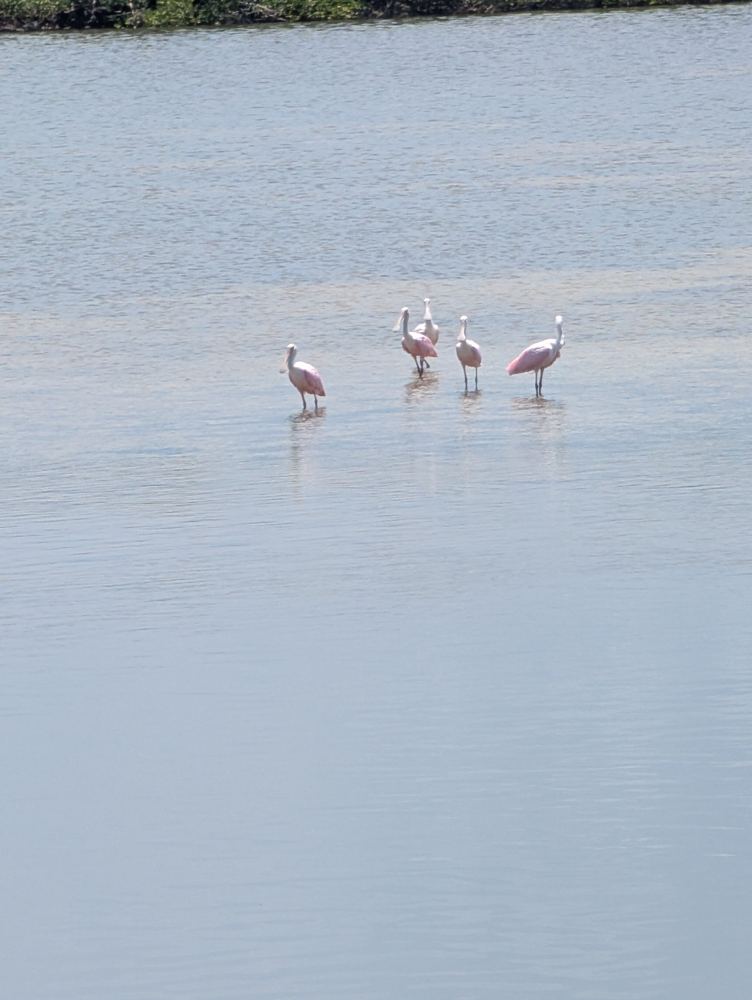 Roseate Spoonbills wading in shallow water at Ding Darling National Wildlife Refuge