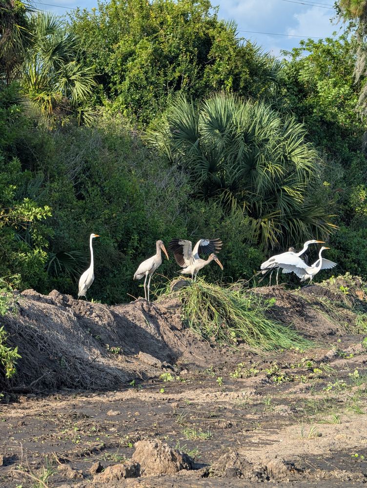 Great Egrets and Wood Storks gathered on a dirt mound at the research station