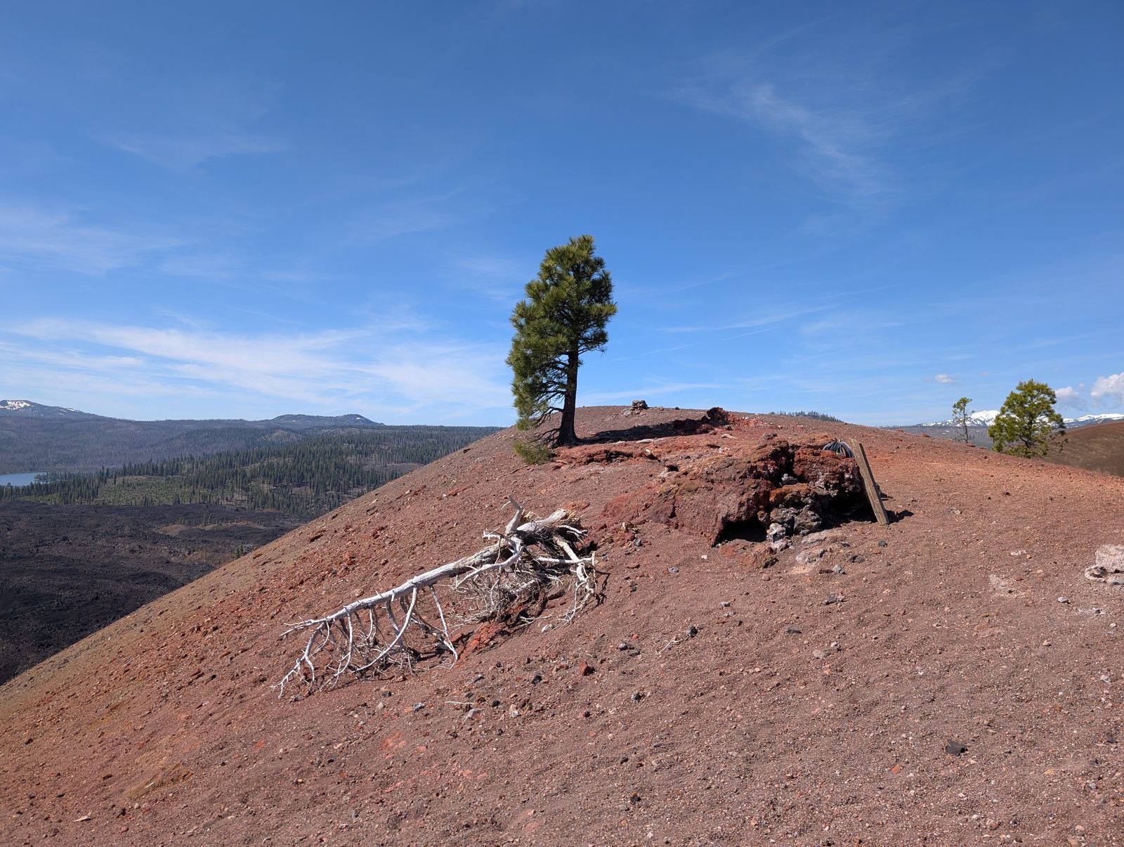 A lone pine tree on the crater rim overlooking the lava fields and a lake below