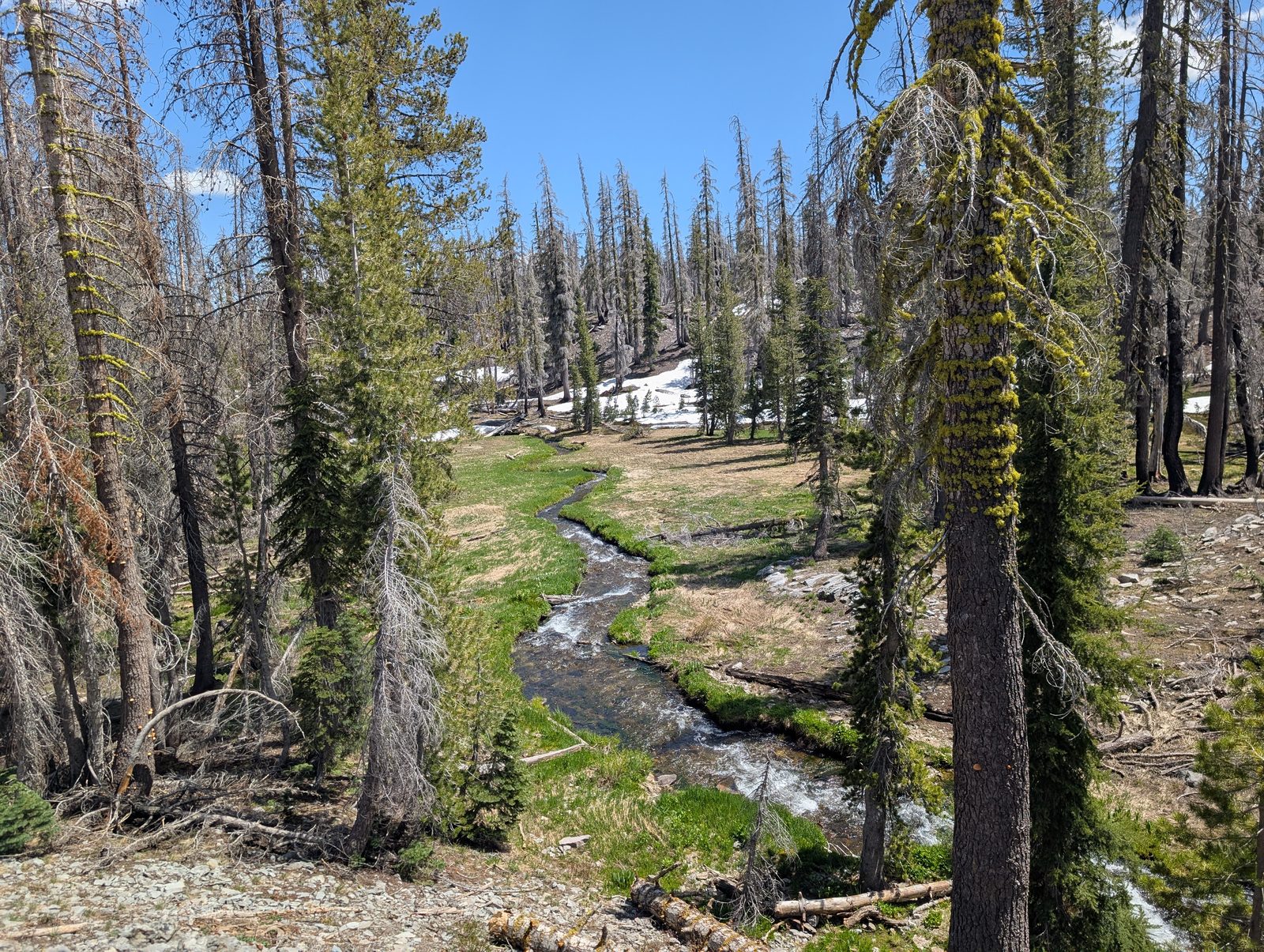 A clear mountain creek running through a meadow bordered by a burned pine forest