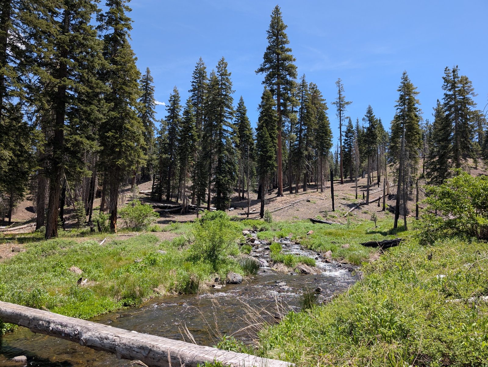 A mountain creek running through a mixed pine forest, with a fallen log in the foreground