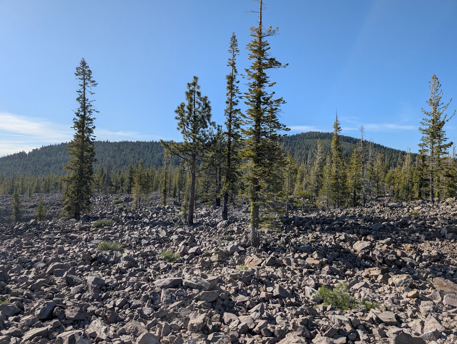 A rocky lava field with scattered young pines and forested hills in the distance