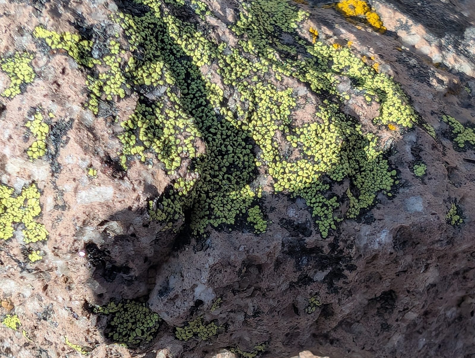 Close-up of green and yellow lichen growing on a granite boulder