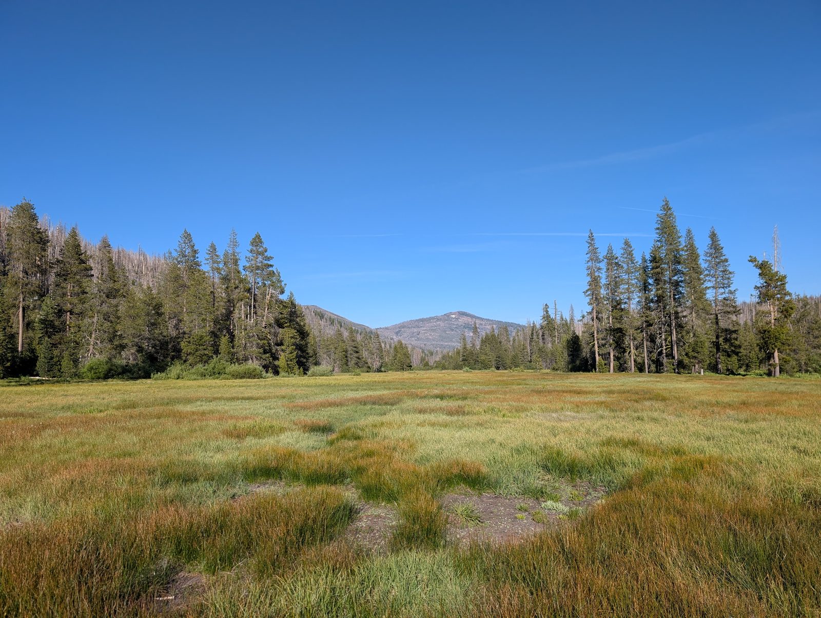 A grassy subalpine meadow with a distant mountain under clear morning light