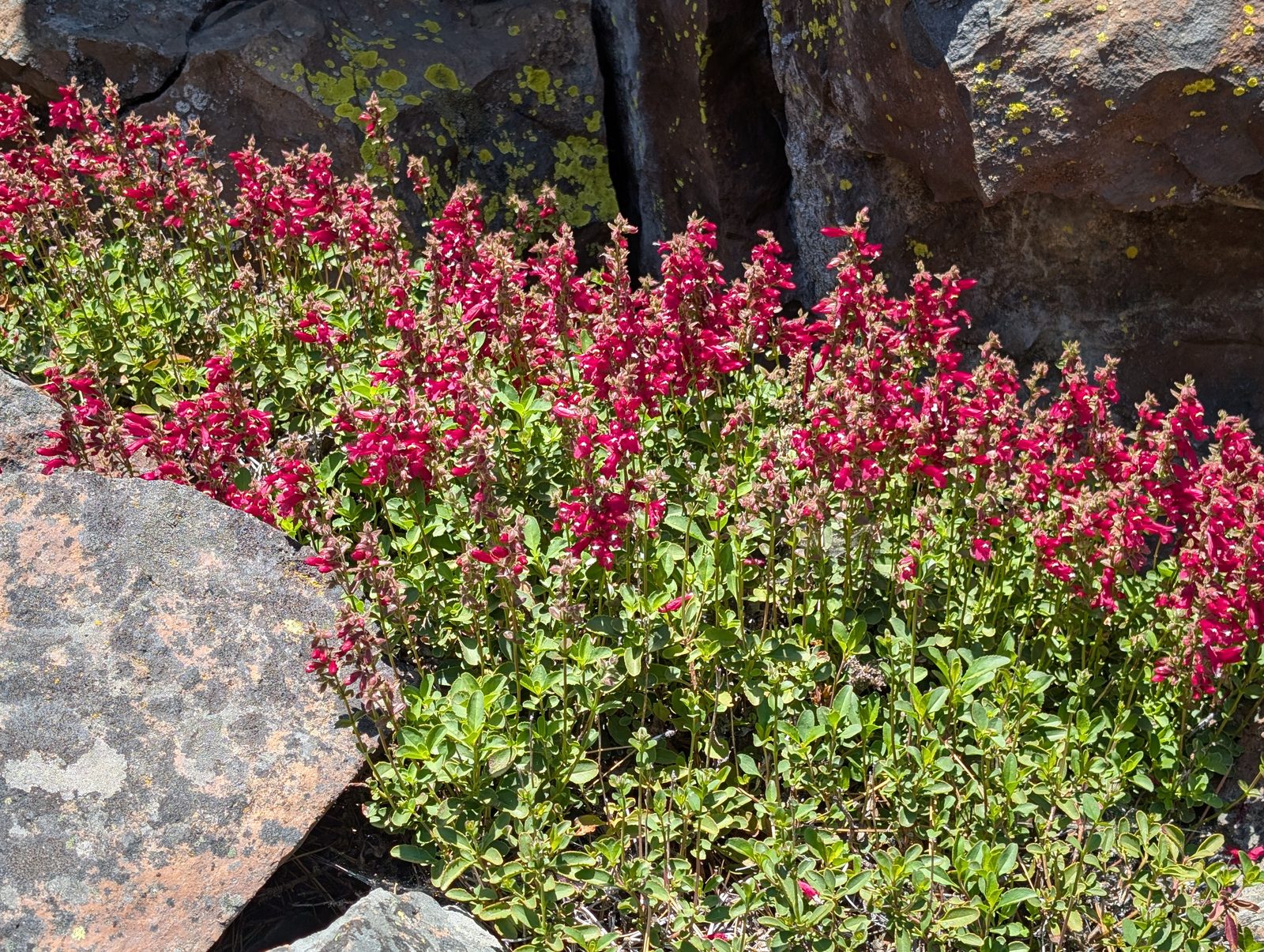 Red penstemon wildflowers growing among dark volcanic rocks