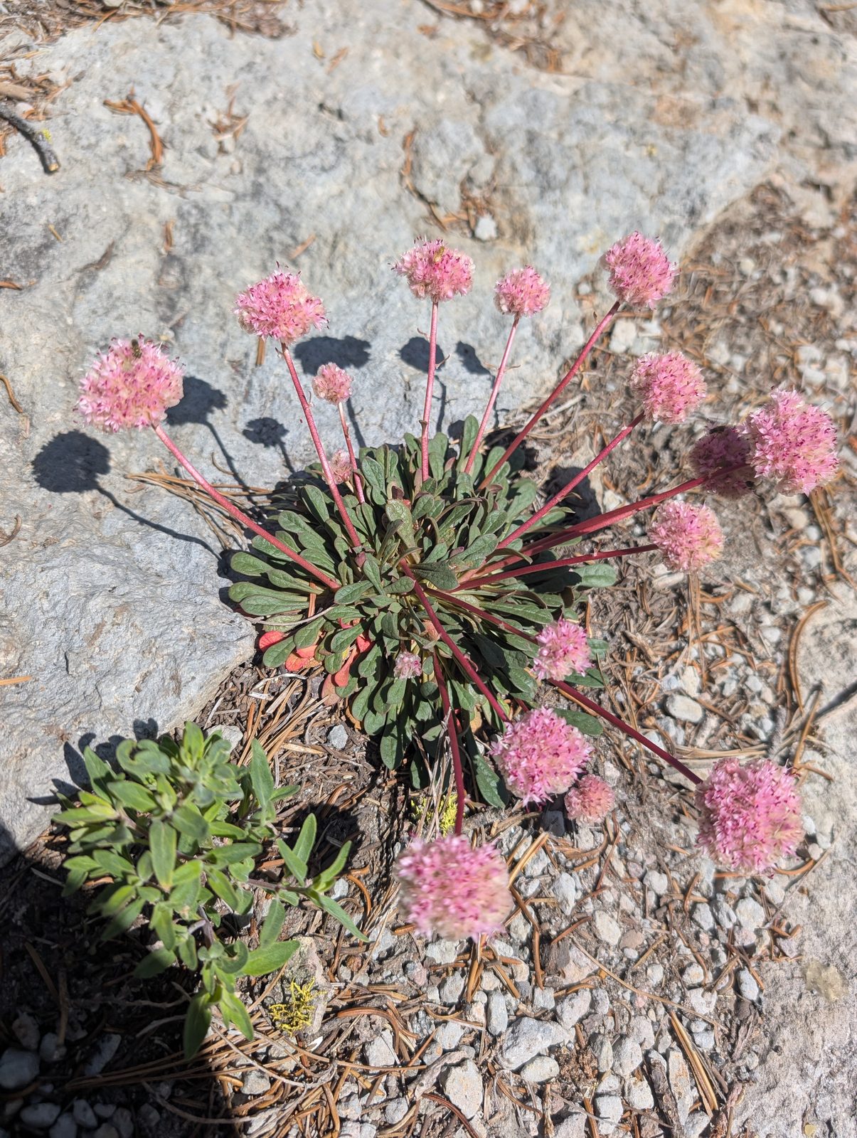 A cluster of pink rock buckwheat wildflowers growing out of a granite boulder