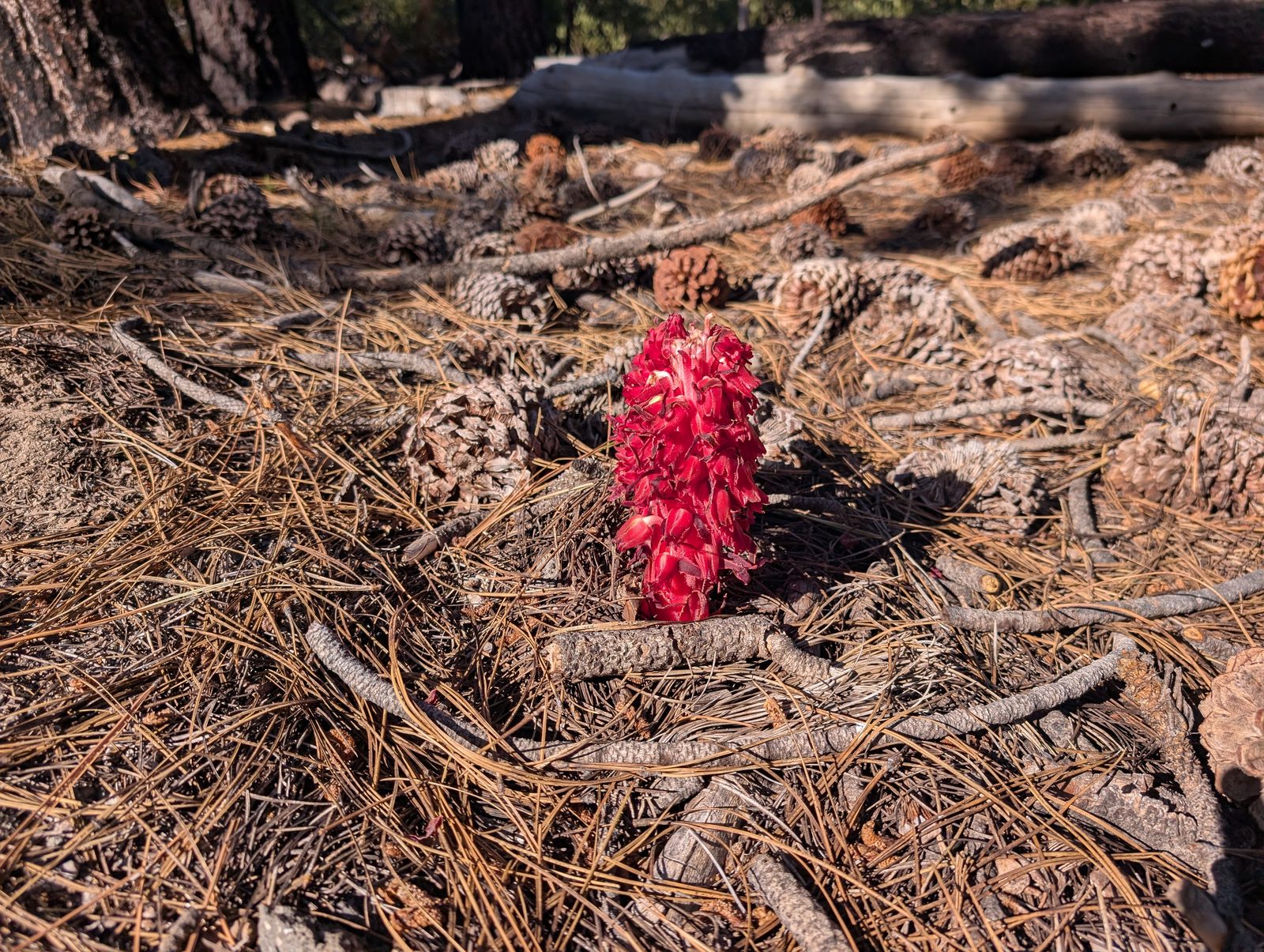 A bright red snow plant (Sarcodes sanguinea) emerging from the forest floor among pine cones