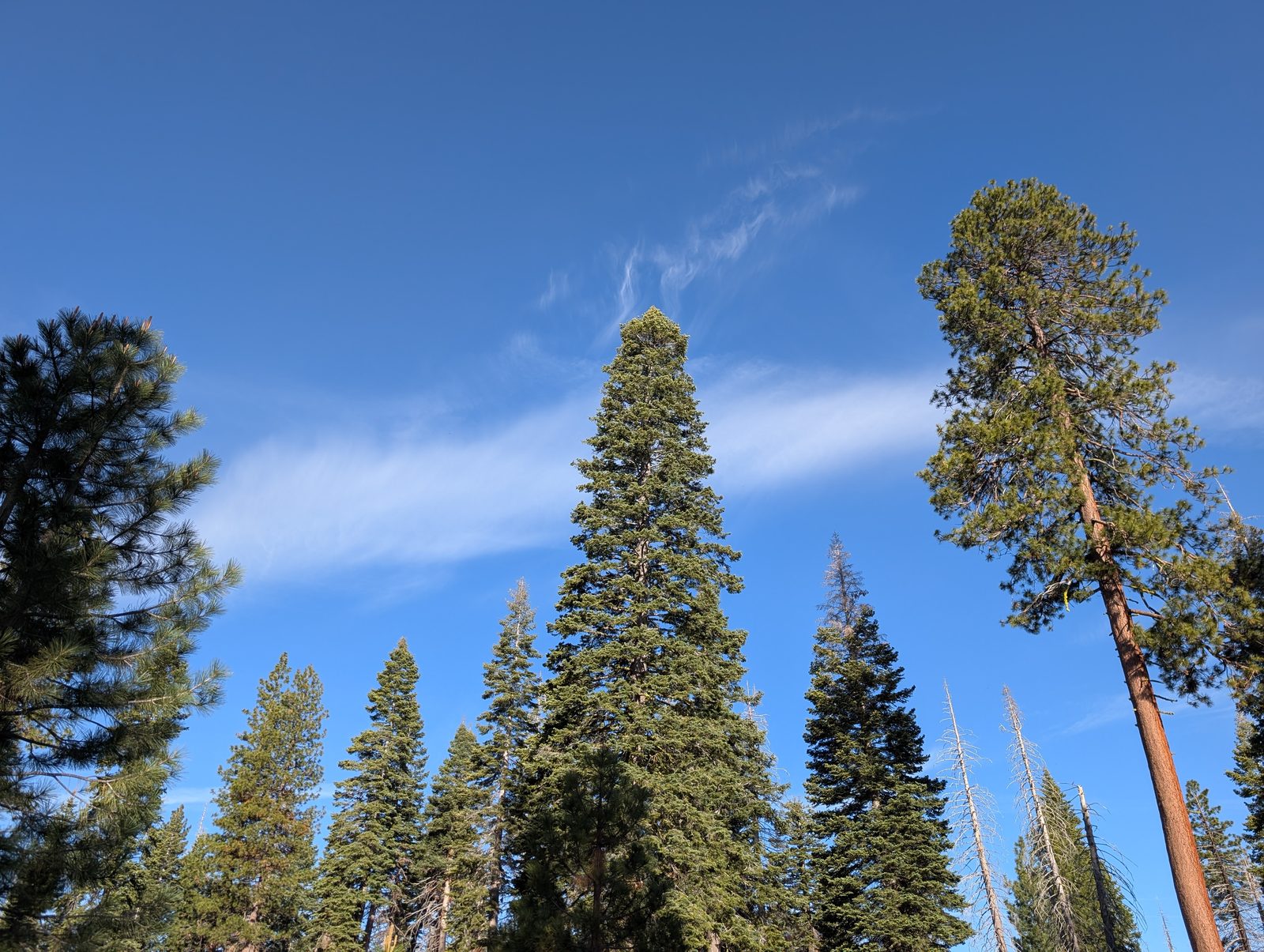 Tall pine trees against a deep blue sky with wisps of cloud