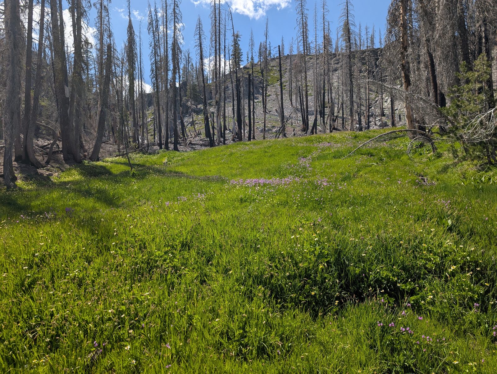 A green wildflower meadow with scattered pink blooms growing beneath a stand of fire-killed trees