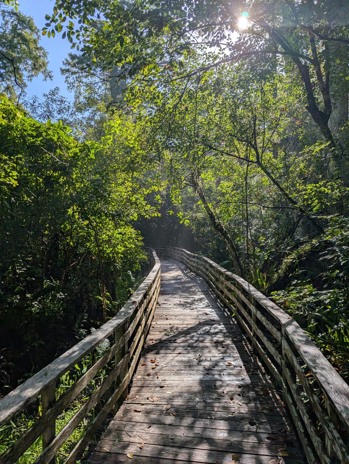 Wooden boardwalk winding through old-growth cypress forest at Corkscrew Swamp Sanctuary