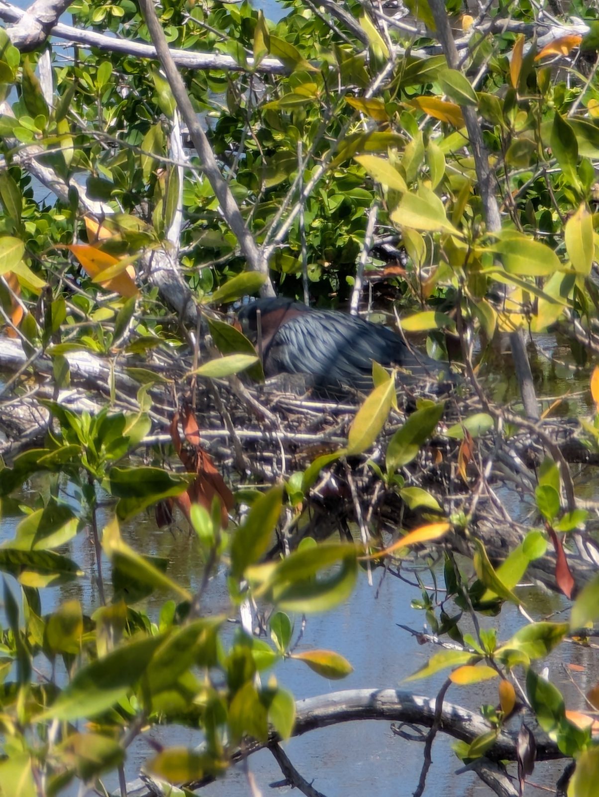 A Green Heron tucked in the mangroves at Ding Darling National Wildlife Refuge