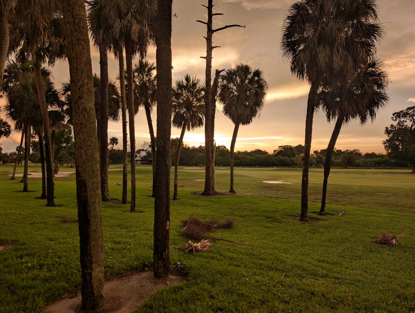 Sunset over a row of palm trees on a Florida golf course