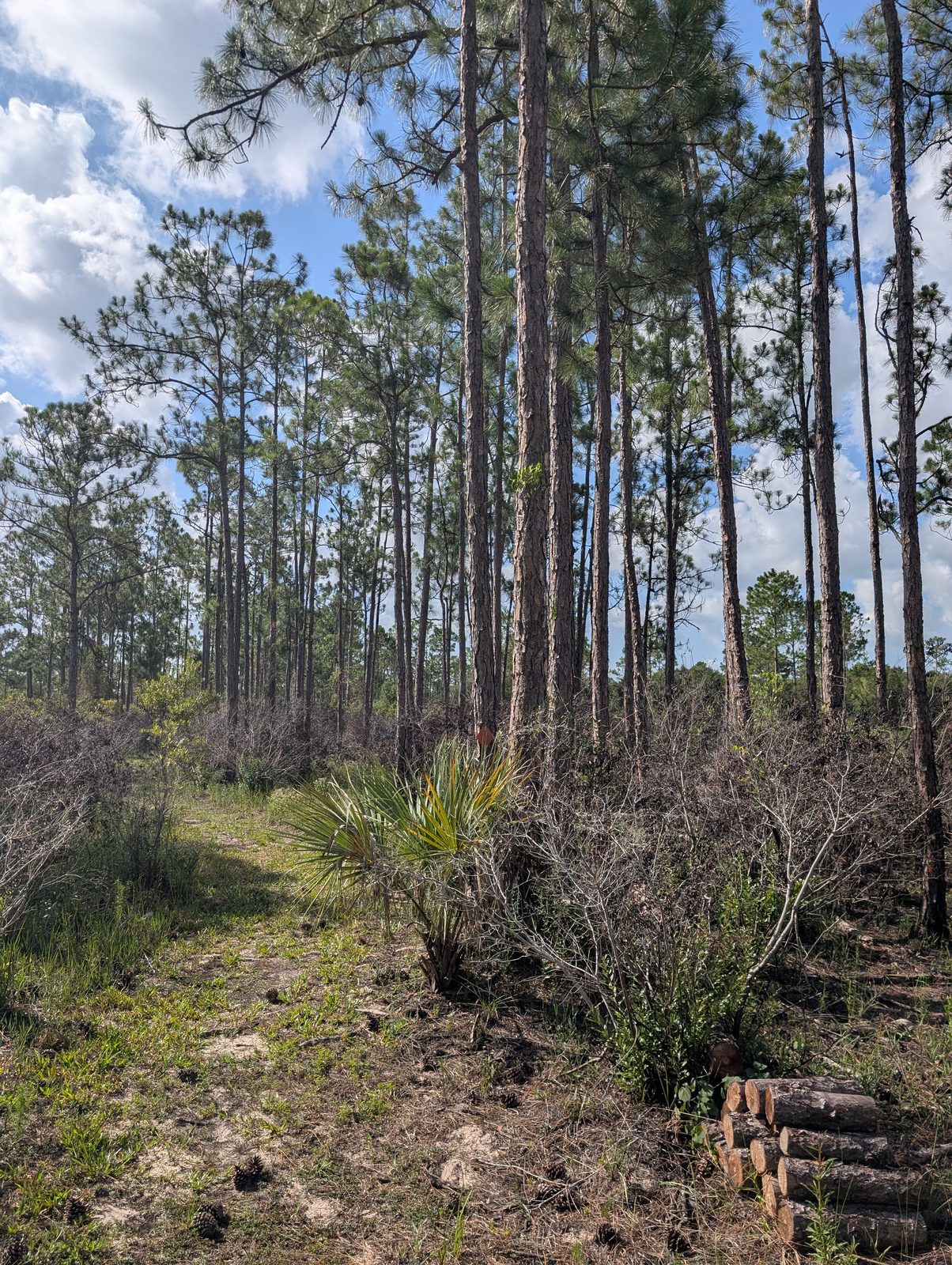 Sandy trail through mixed pine flatwoods on the Footprints Trail at Babcock Ranch Preserve