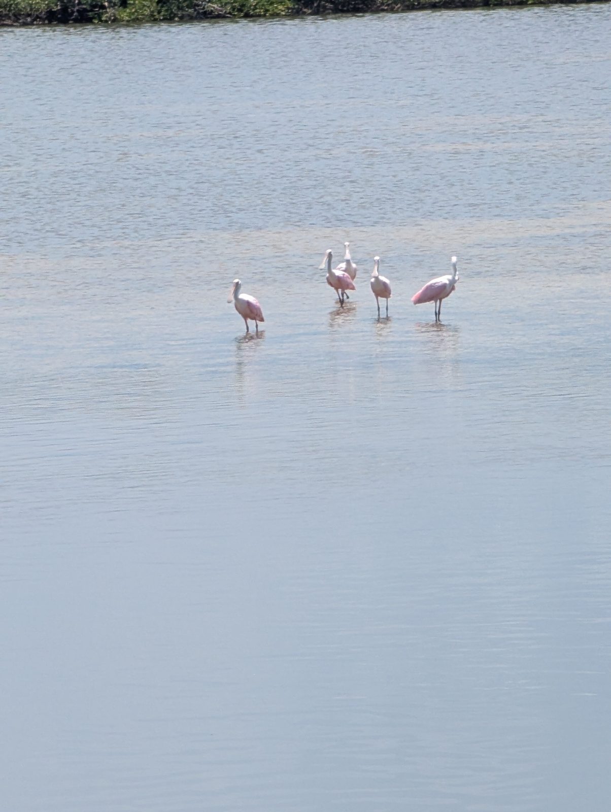 Roseate Spoonbills wading in shallow water at Ding Darling National Wildlife Refuge