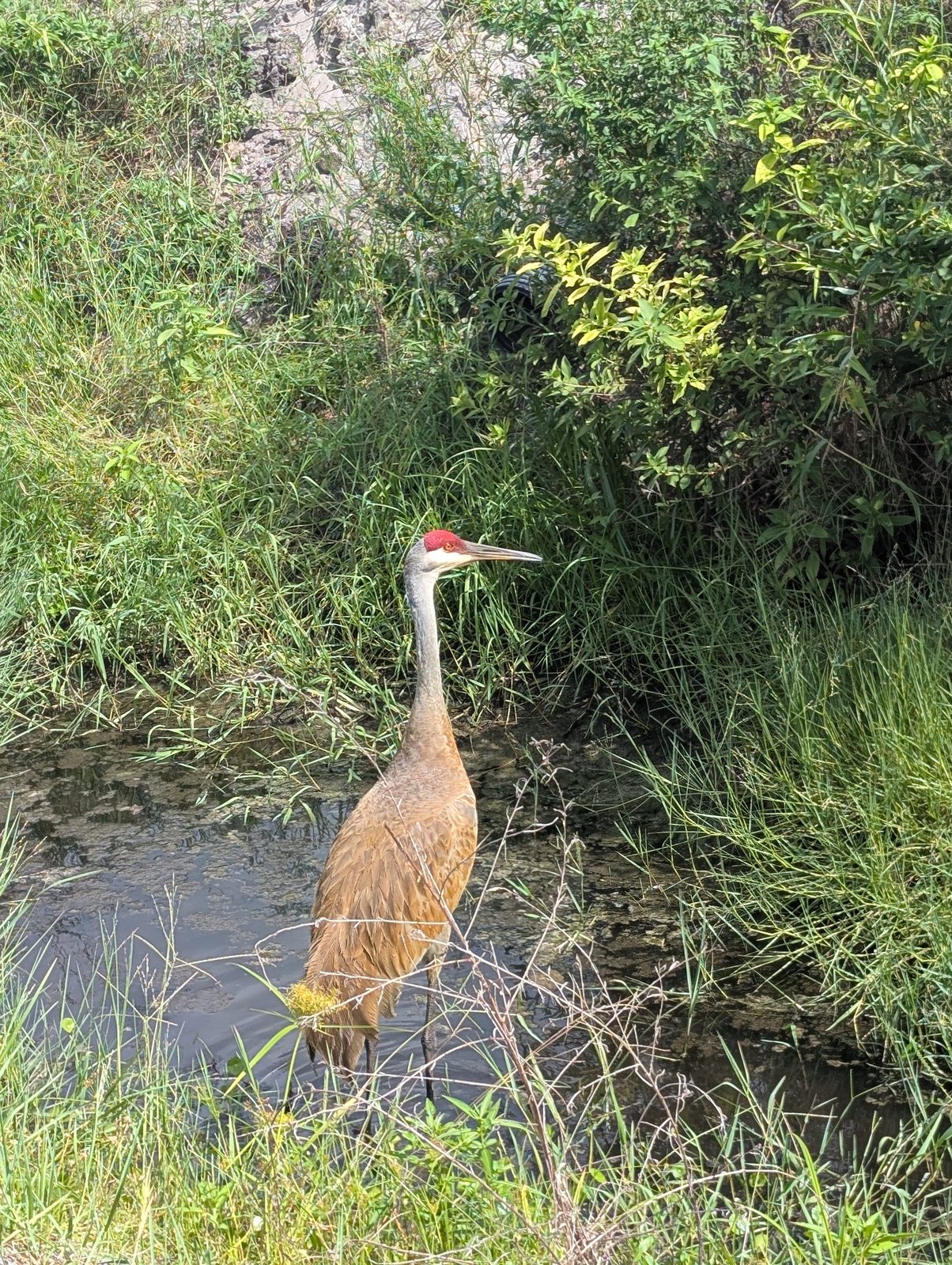 A Sandhill Crane wading in a drainage ditch near the research station