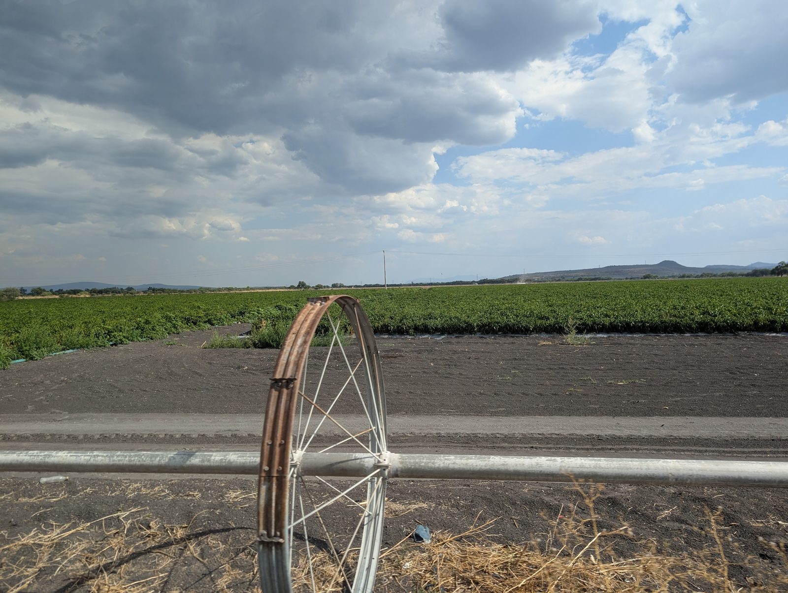 An irrigation wheel line in the foreground of a pepper field under building storm clouds