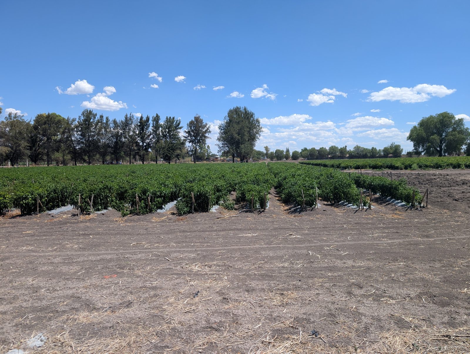 Rows of pepper plants stretching toward distant hills under a partly cloudy sky