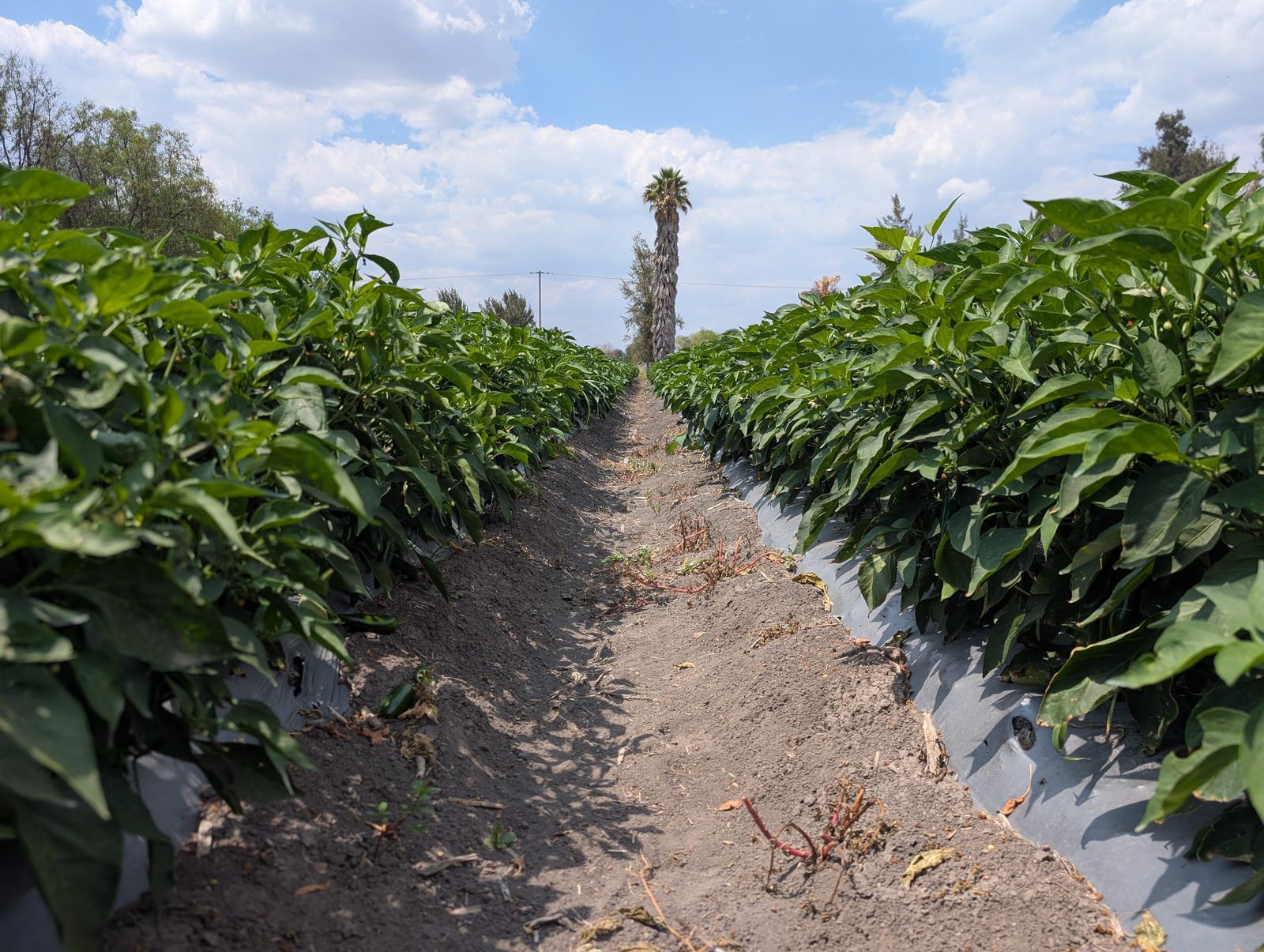 Rows of peppers leading toward a lone palm tree on the horizon