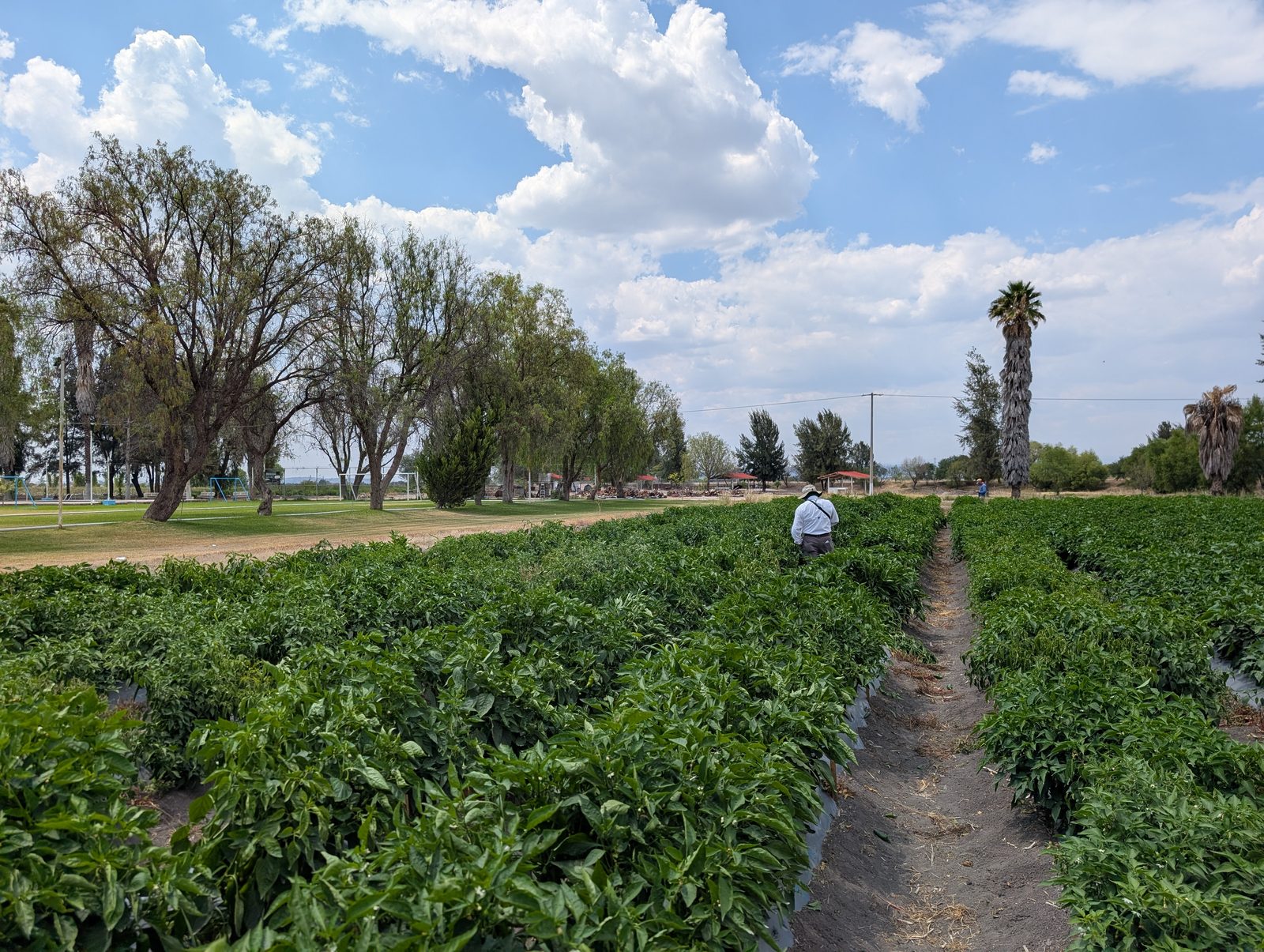 A researcher walking a row of pepper plants next to a park