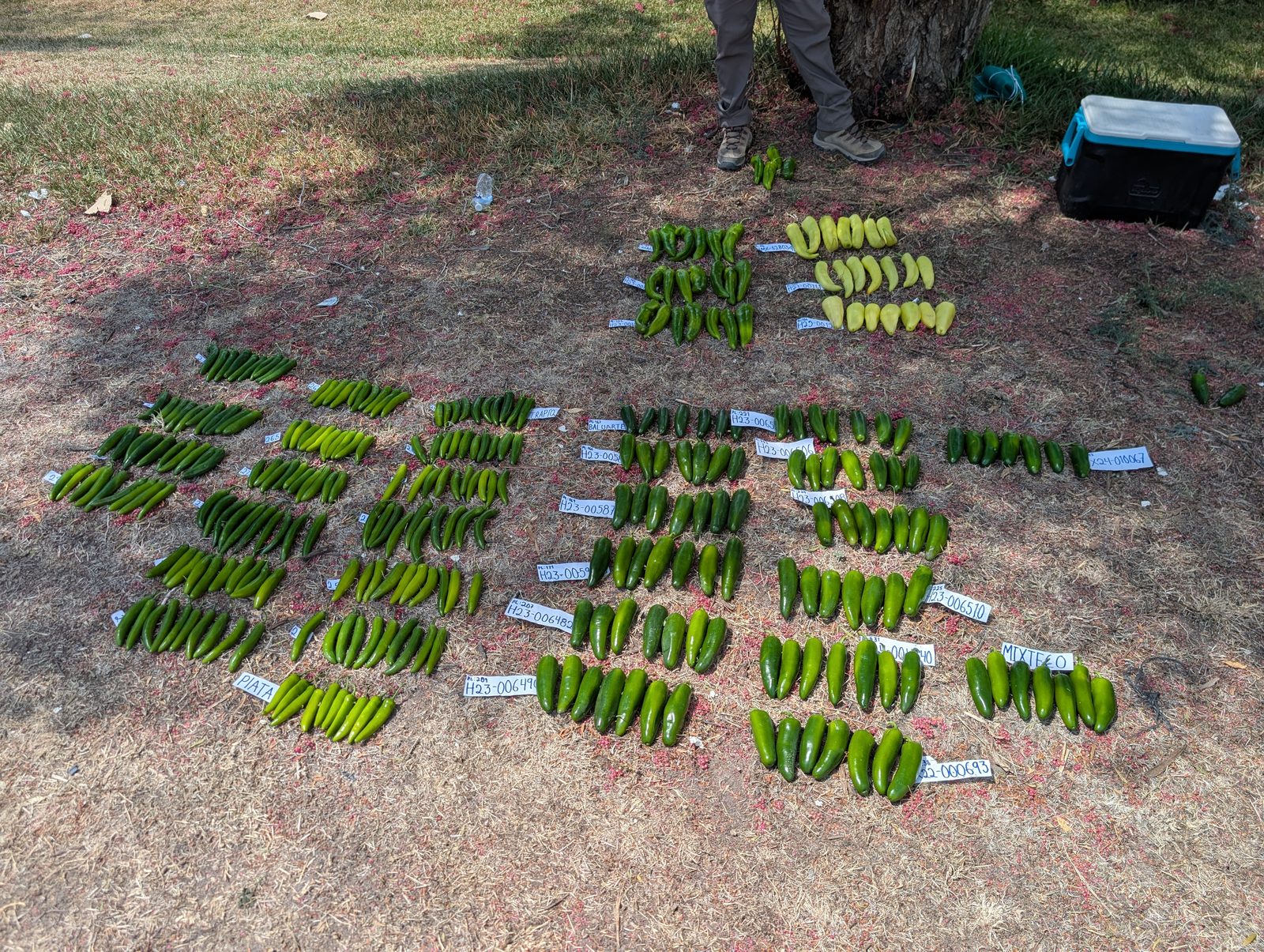 Harvested peppers sorted by variety and labeled, laid out on the grass for evaluation