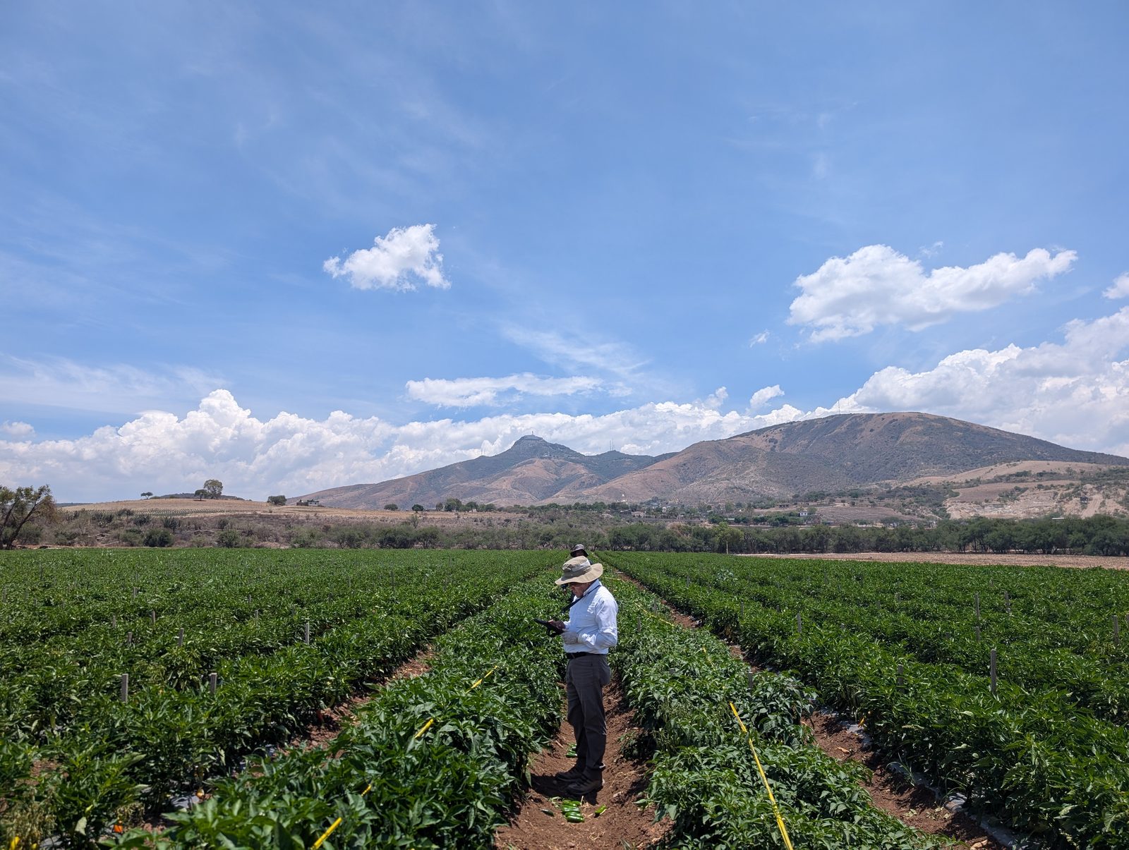 Evaluating a jalapeño pepper trial field near Silao, with mountains in the background